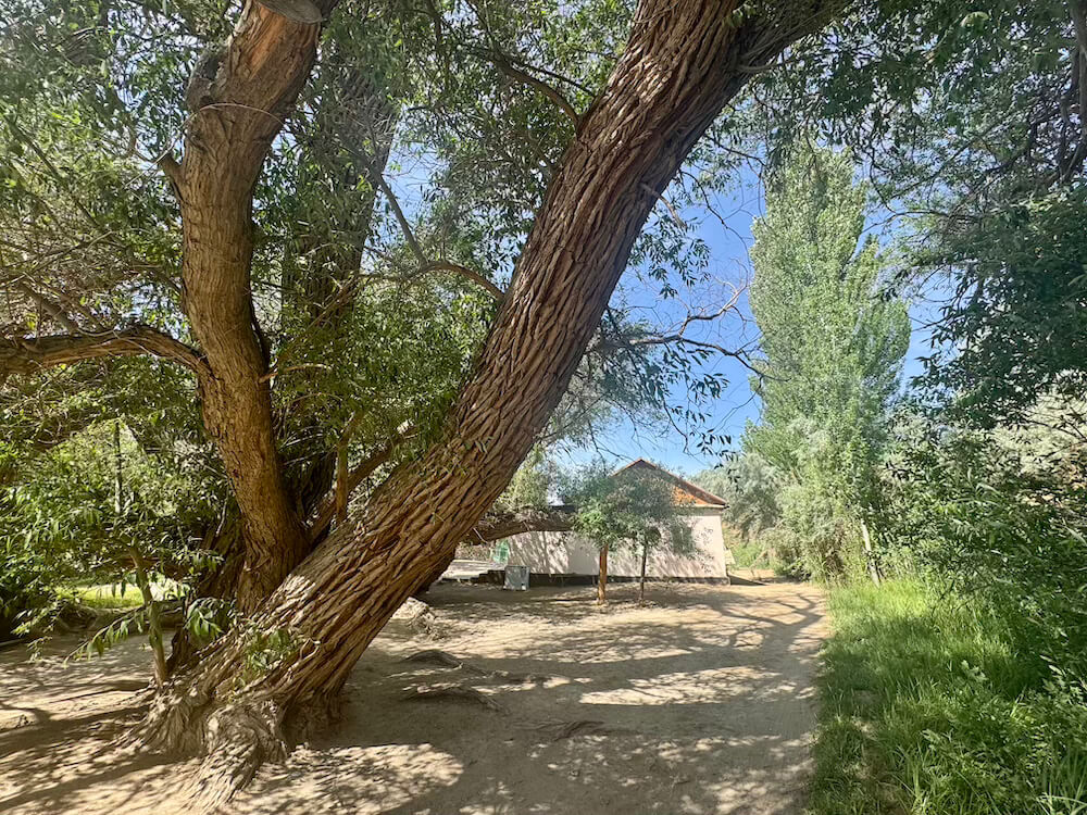 Giant willow tree with gnarls and twists in the tree itself