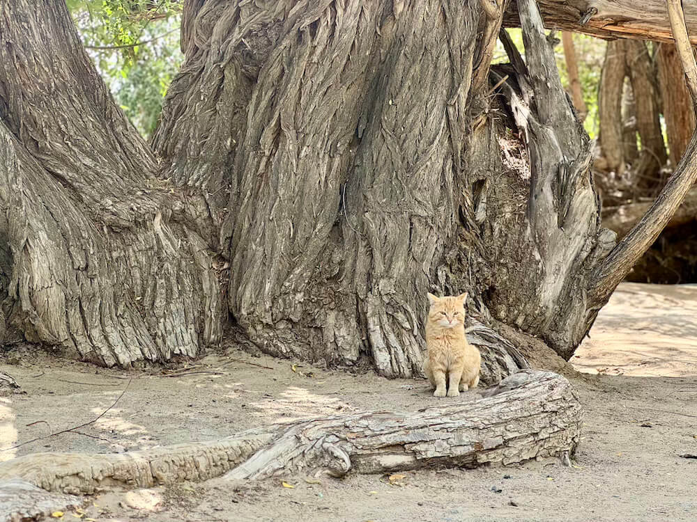 Cute orange cat in front of the old willow tree 