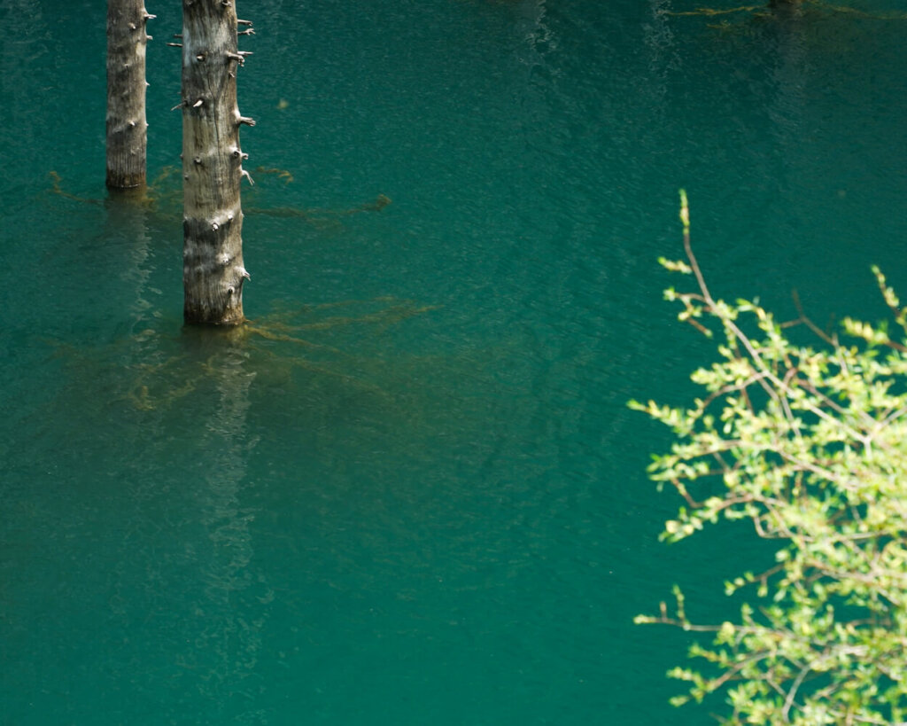Zoomed in view of the tree roots, which are still alive and covered in algae