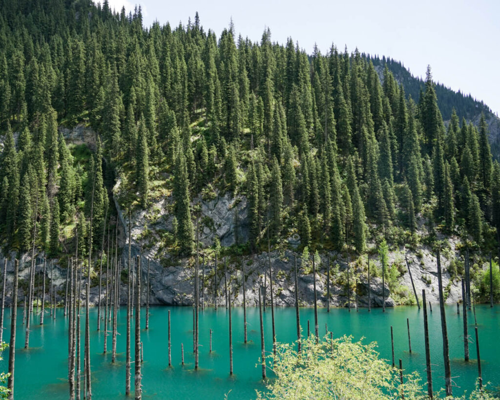 The electric blue waters and spruce erupting from the lake bed of Kaindy Lake